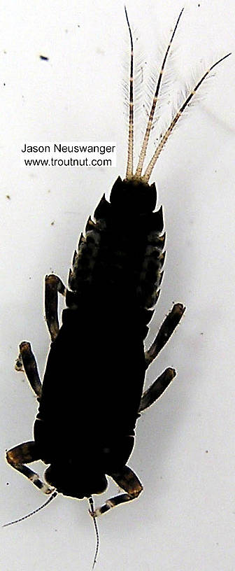 Ephemerella subvaria (Hendrickson) Mayfly Nymph from unknown in Wisconsin