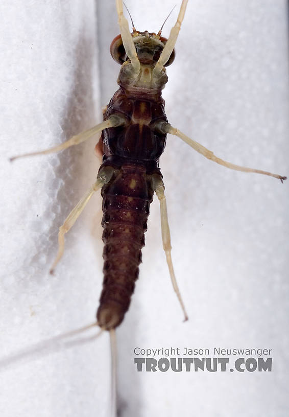 Ephemerella needhami (Little Dark Hendrickson) Mayfly Dun from the West Branch of the Delaware River in New York