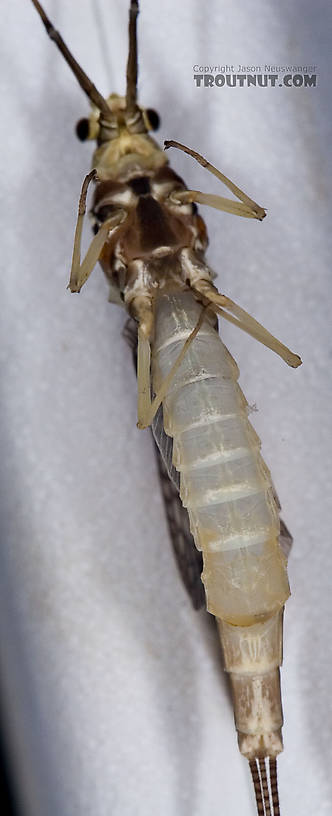 Female Ephemera guttulata (Green Drake) Mayfly Spinner from the West Branch of the Delaware River in New York