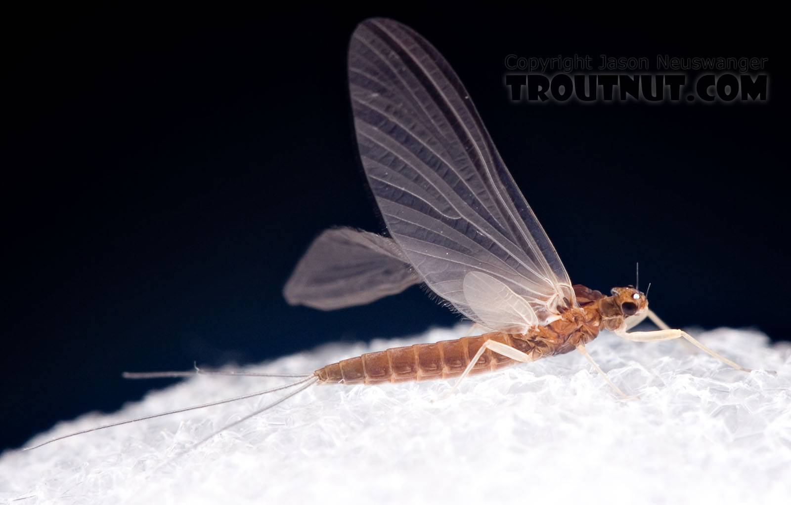 Female Paraleptophlebia (Blue Quills and Mahogany Duns) Mayfly Dun from the West Branch of the Delaware River in New York