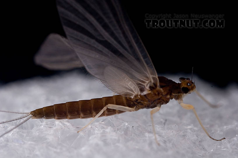 Female Paraleptophlebia (Blue Quills and Mahogany Duns) Mayfly Dun from the West Branch of the Delaware River in New York