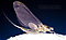 Female Drunella tuberculata  Mayfly Dun