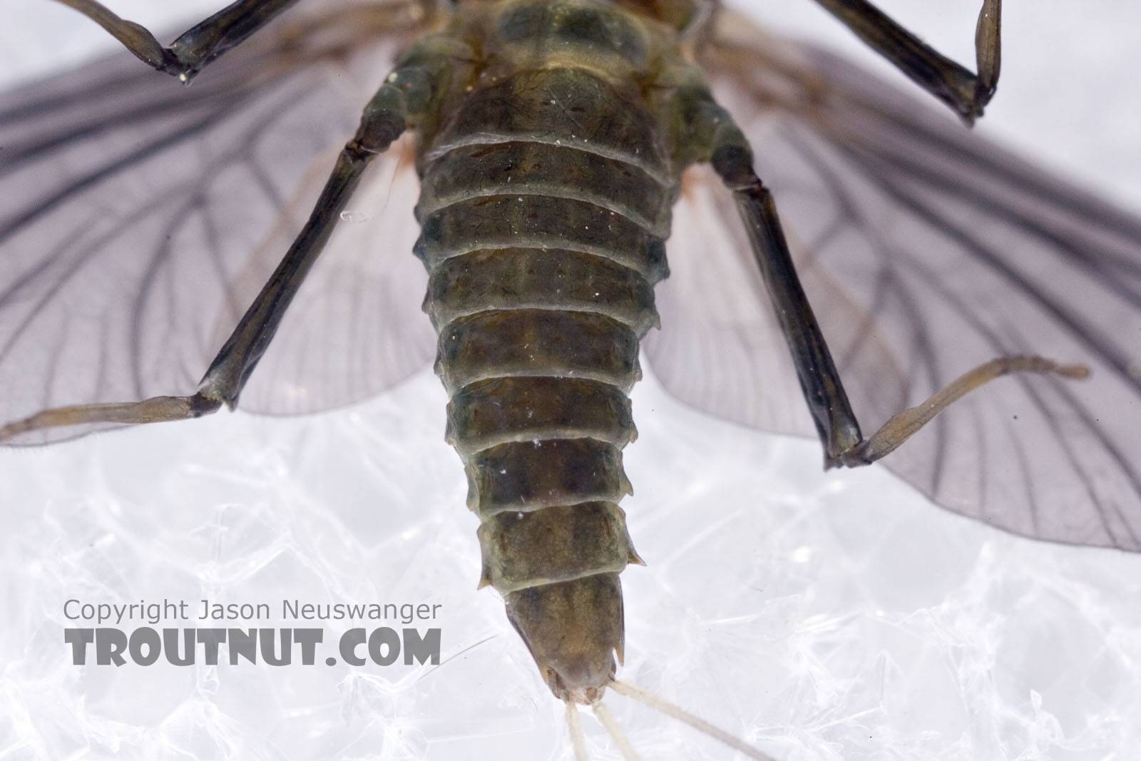 Female Drunella tuberculata Mayfly Dun from the West Branch of the Delaware River in New York