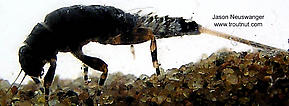 Ephemerella subvaria (Hendrickson) Mayfly Nymph