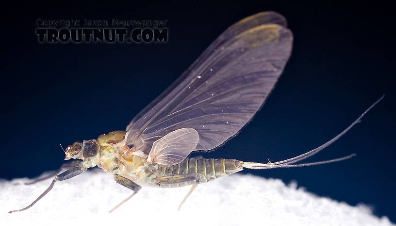 Female Drunella tuberculata Mayfly Dun from the West Branch of the Delaware River in New York