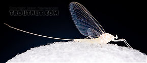 Female Maccaffertium terminatum  Mayfly Spinner
