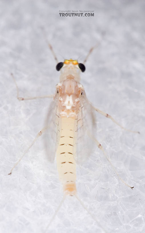 Female Maccaffertium terminatum Mayfly Spinner from the West Branch of the Delaware River in New York