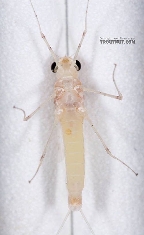 Female Maccaffertium terminatum Mayfly Spinner from the West Branch of the Delaware River in New York