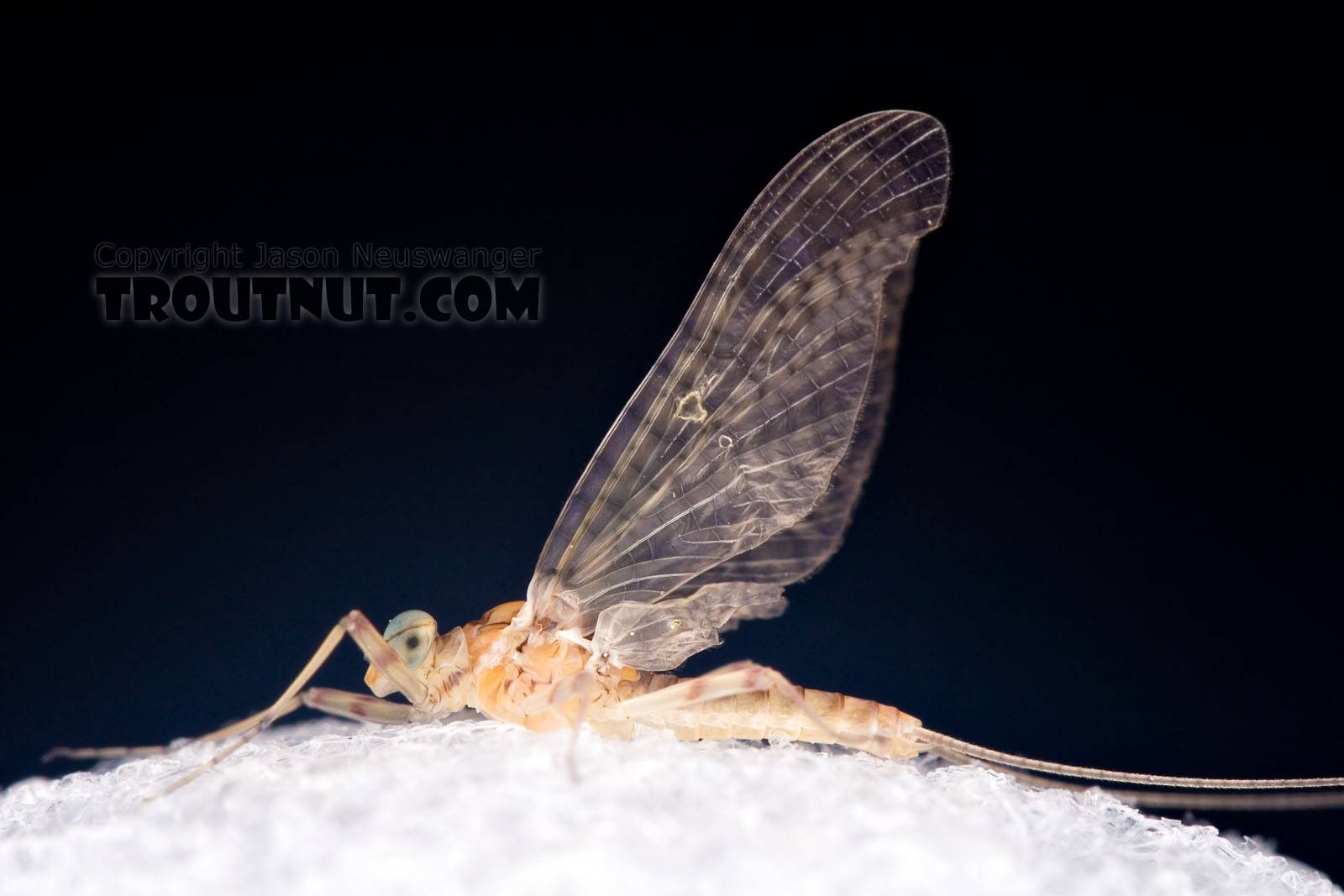 Male Maccaffertium ithaca (Light Cahill) Mayfly Dun from the West Branch of the Delaware River in New York