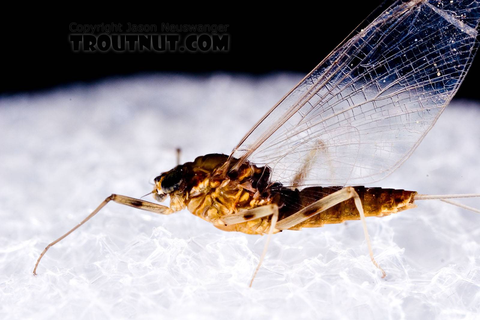 Female Rhithrogena Mayfly Spinner from the West Branch of the Delaware River in New York