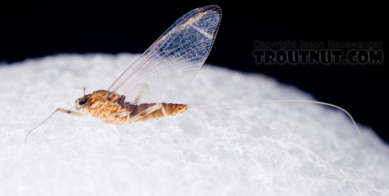 Female Rhithrogena Mayfly Spinner from the West Branch of the Delaware River in New York
