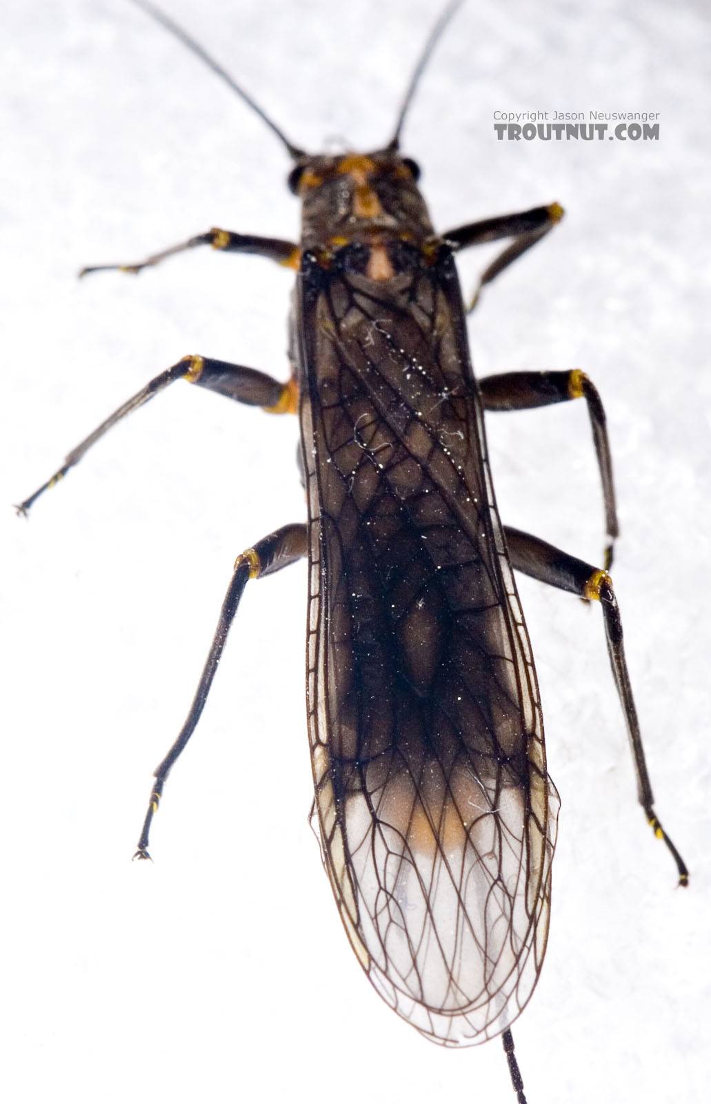 Female Helopicus subvarians (Springfly) Stonefly Adult from the West Branch of the Delaware River in New York
