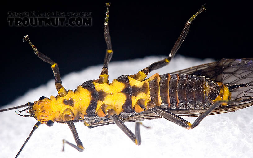 Female Helopicus subvarians (Springfly) Stonefly Adult from the West Branch of the Delaware River in New York