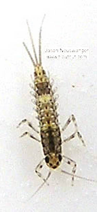 Baetidae (Blue-Winged Olives) Mayfly Nymph from unknown in Wisconsin