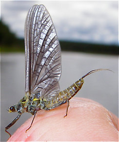 Female Drunella doddsii (Western Green Drake) Mayfly Dun