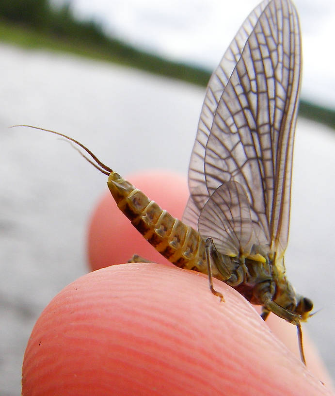 Female Drunella doddsii (Western Green Drake) Mayfly Dun from the Gulkana River in Alaska