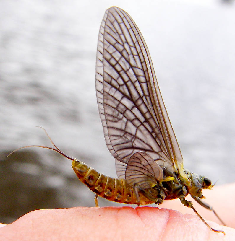 Female Drunella doddsii (Western Green Drake) Mayfly Dun from the Gulkana River in Alaska