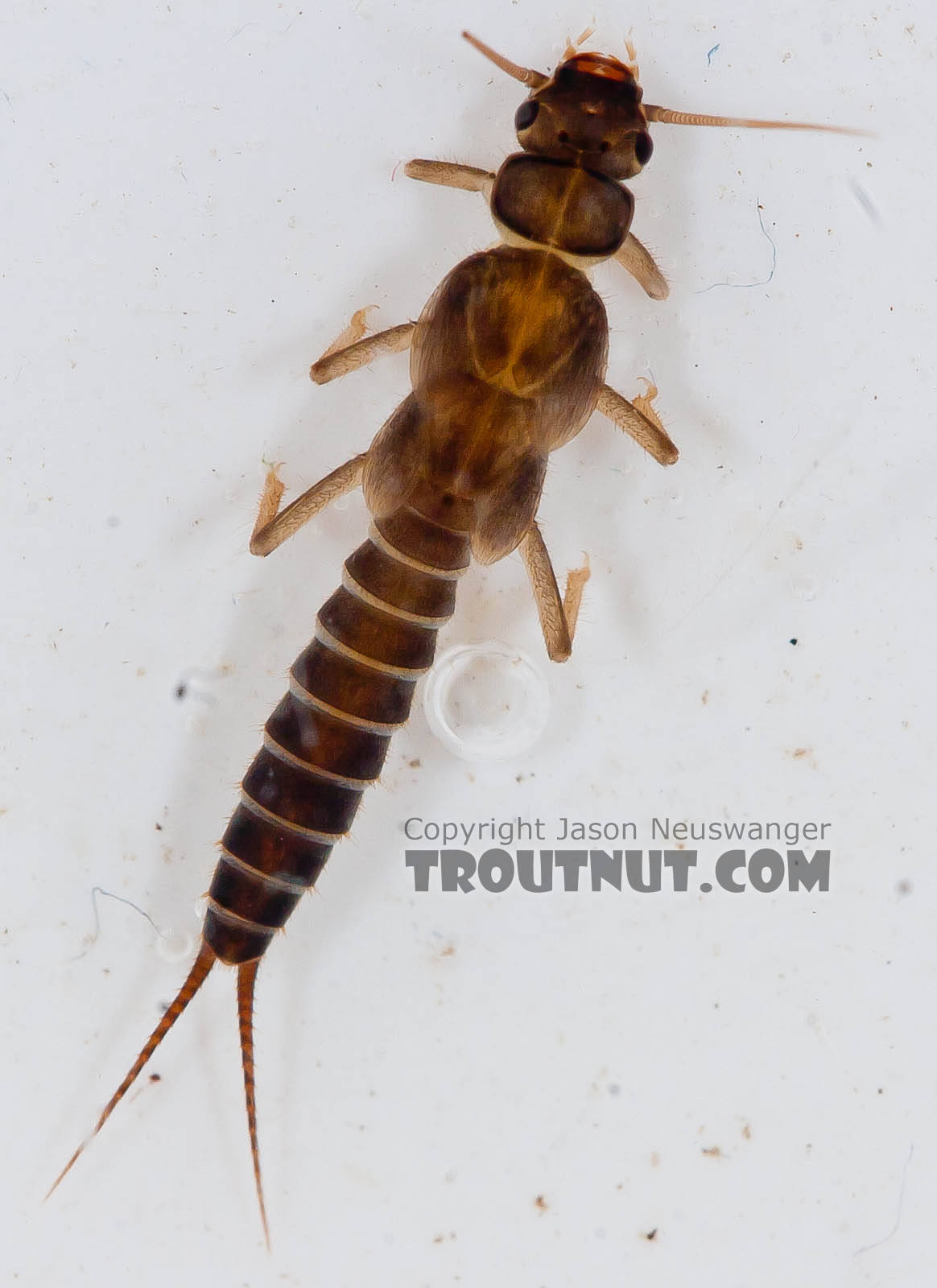 Chloroperlidae (Sallflies) Stonefly Nymph from the Chena River in Alaska
