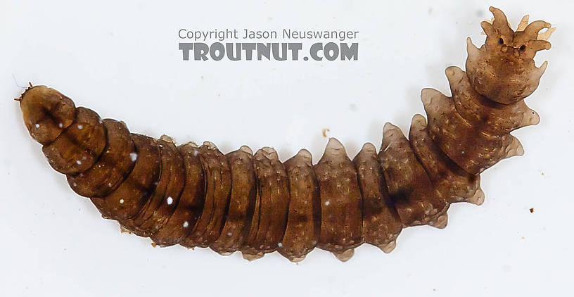 Tipulidae (Crane Flies) Crane Fly Larva from the Chena River in Alaska