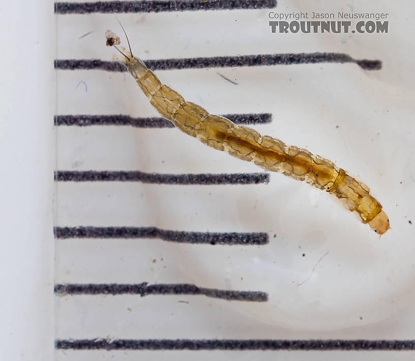 Chironomidae (Midges) Midge Larva from the Chena River in Alaska