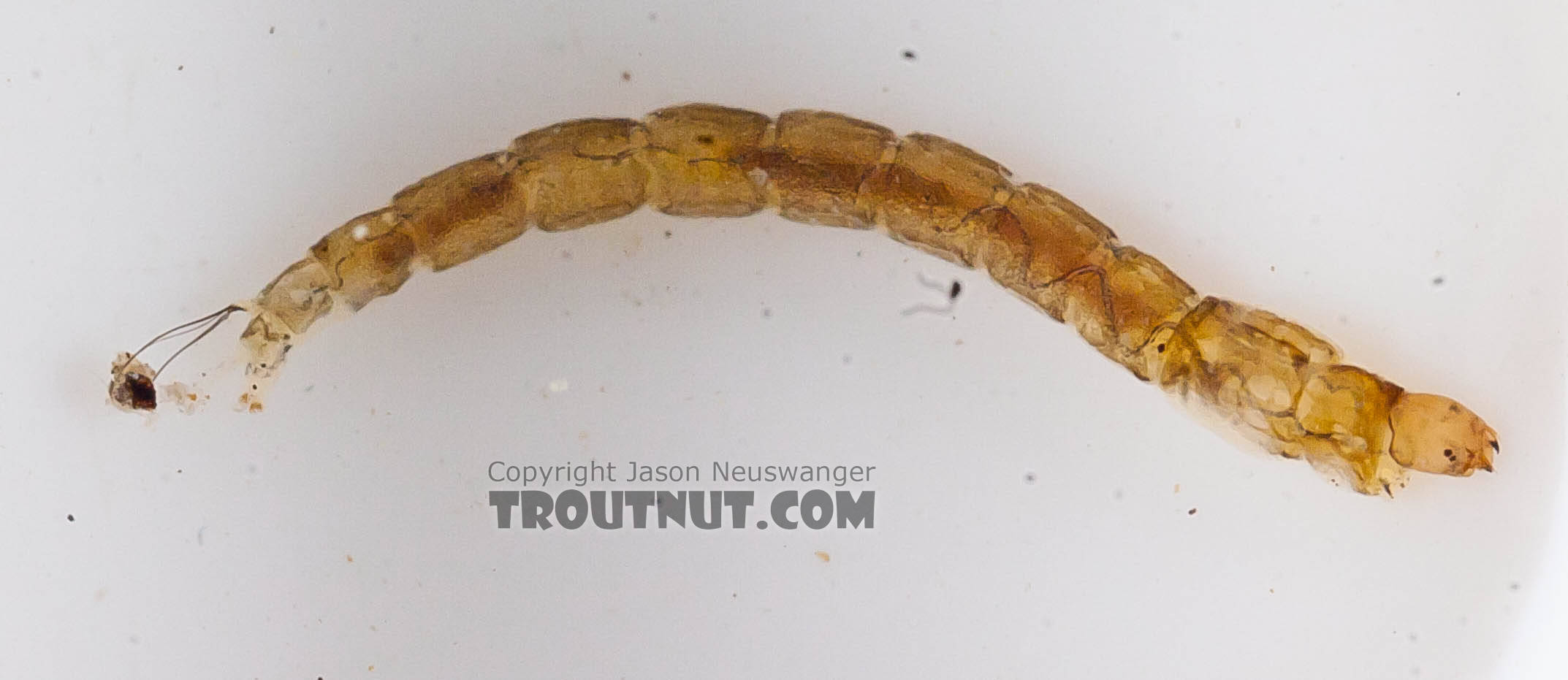Chironomidae (Midges) Midge Larva from the Chena River in Alaska