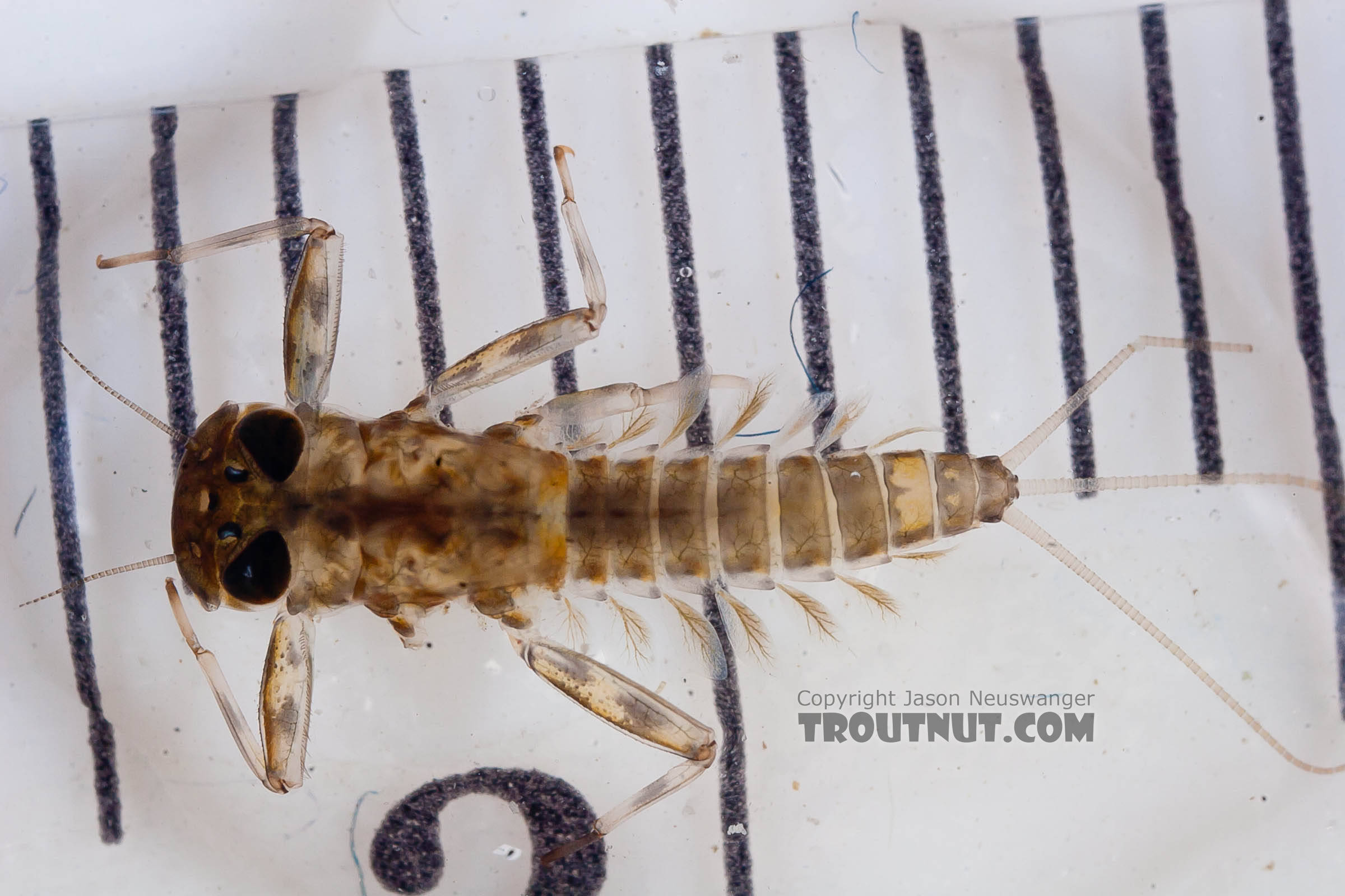 Cinygmula (Dark Red Quills) Mayfly Nymph from the Chena River in Alaska