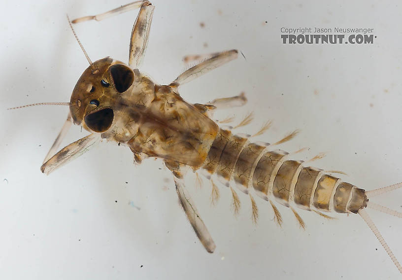 Cinygmula (Dark Red Quills) Mayfly Nymph from the Chena River in Alaska