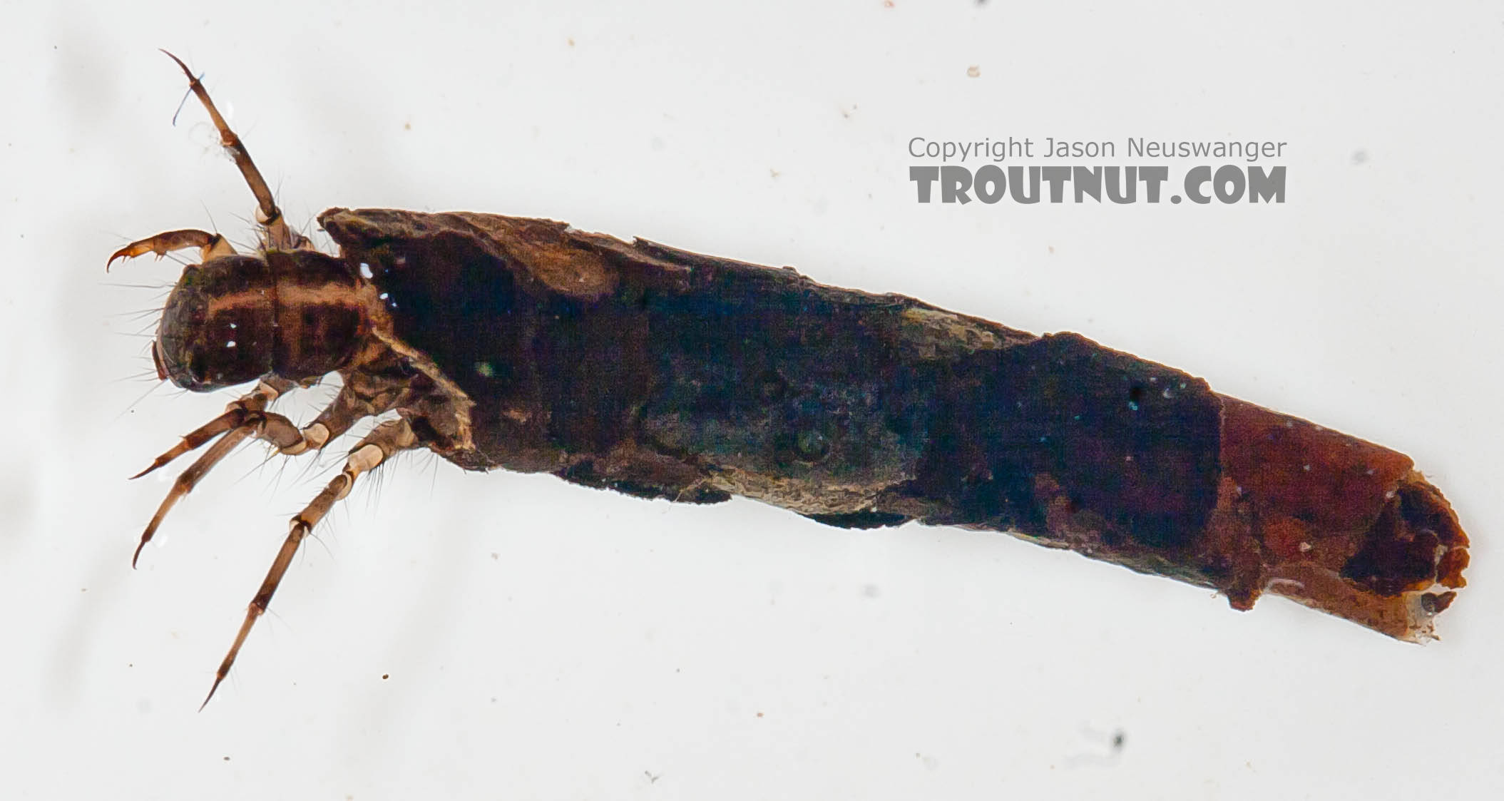 Onocosmoecus (Great Late-Summer Sedges) Caddisfly Larva from the Chena River in Alaska