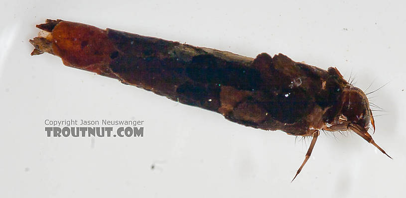 Onocosmoecus (Great Late-Summer Sedges) Caddisfly Larva from the Chena River in Alaska
