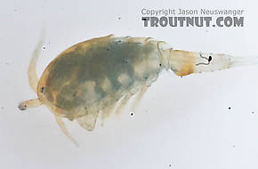 Copepoda (Copepods) Arthropod Adult