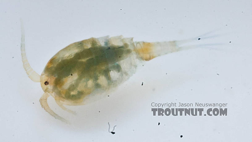 Copepoda (Copepods) Copepod Adult from the Chena River in Alaska