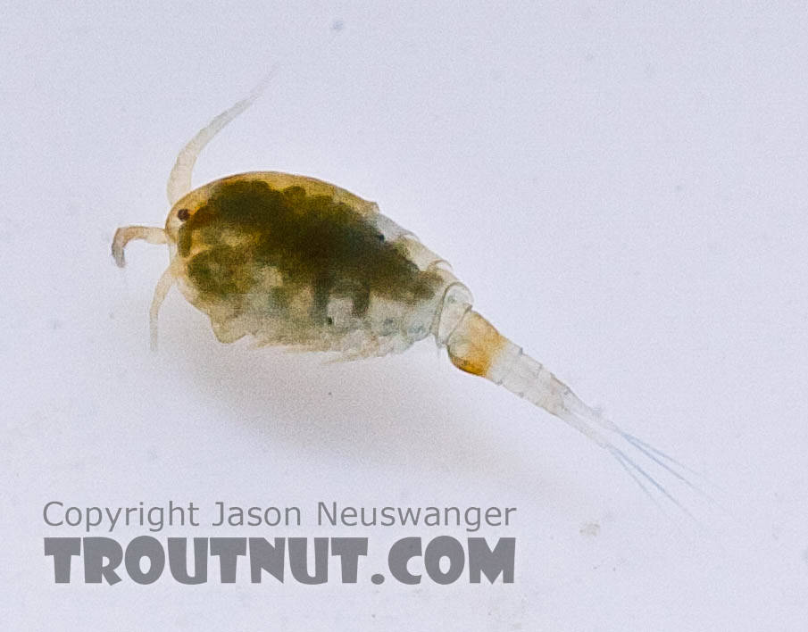 Copepoda (Copepods) Copepod Adult from the Chena River in Alaska