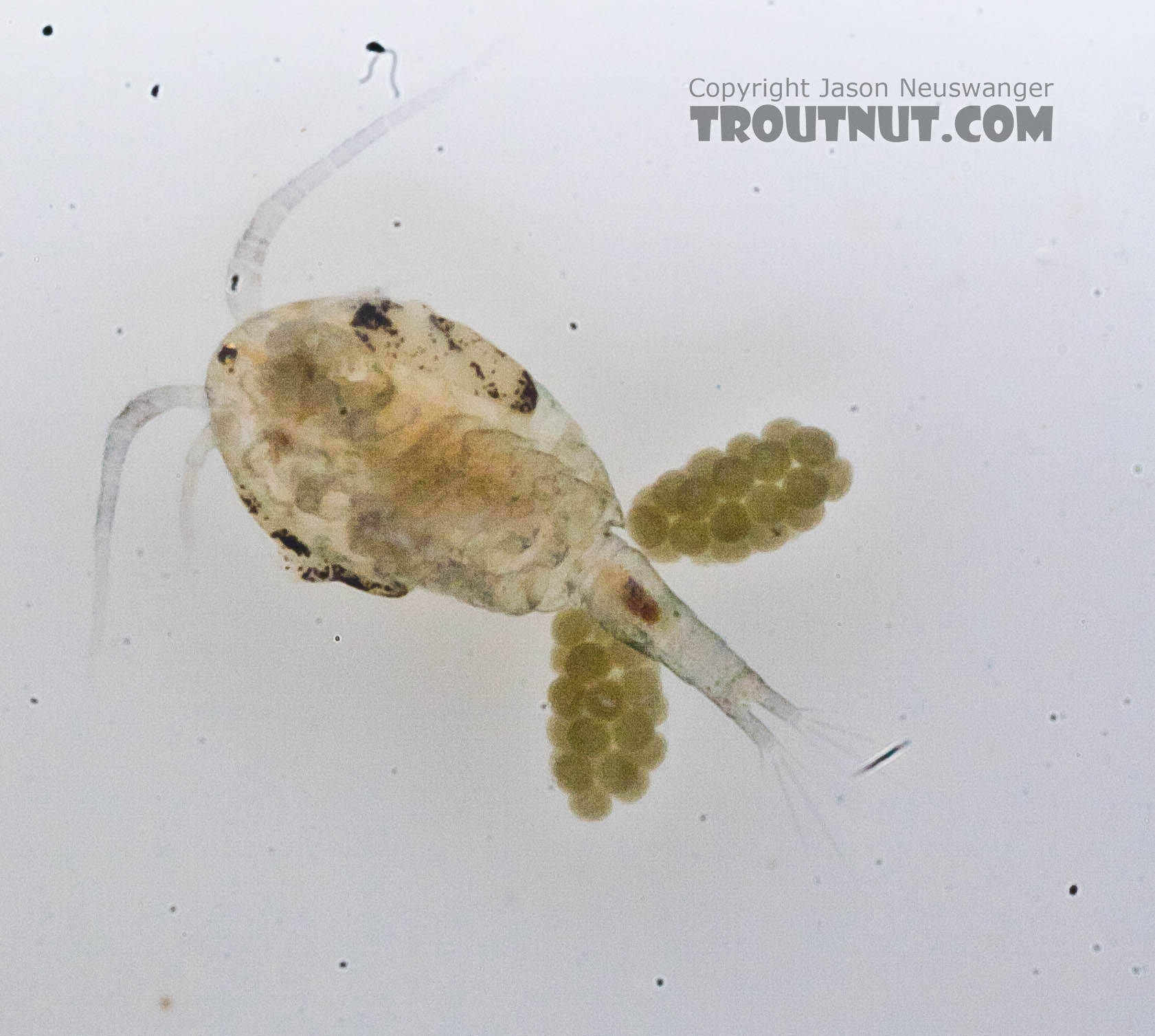 Female Copepoda (Copepods) Copepod Adult from the Chena River in Alaska