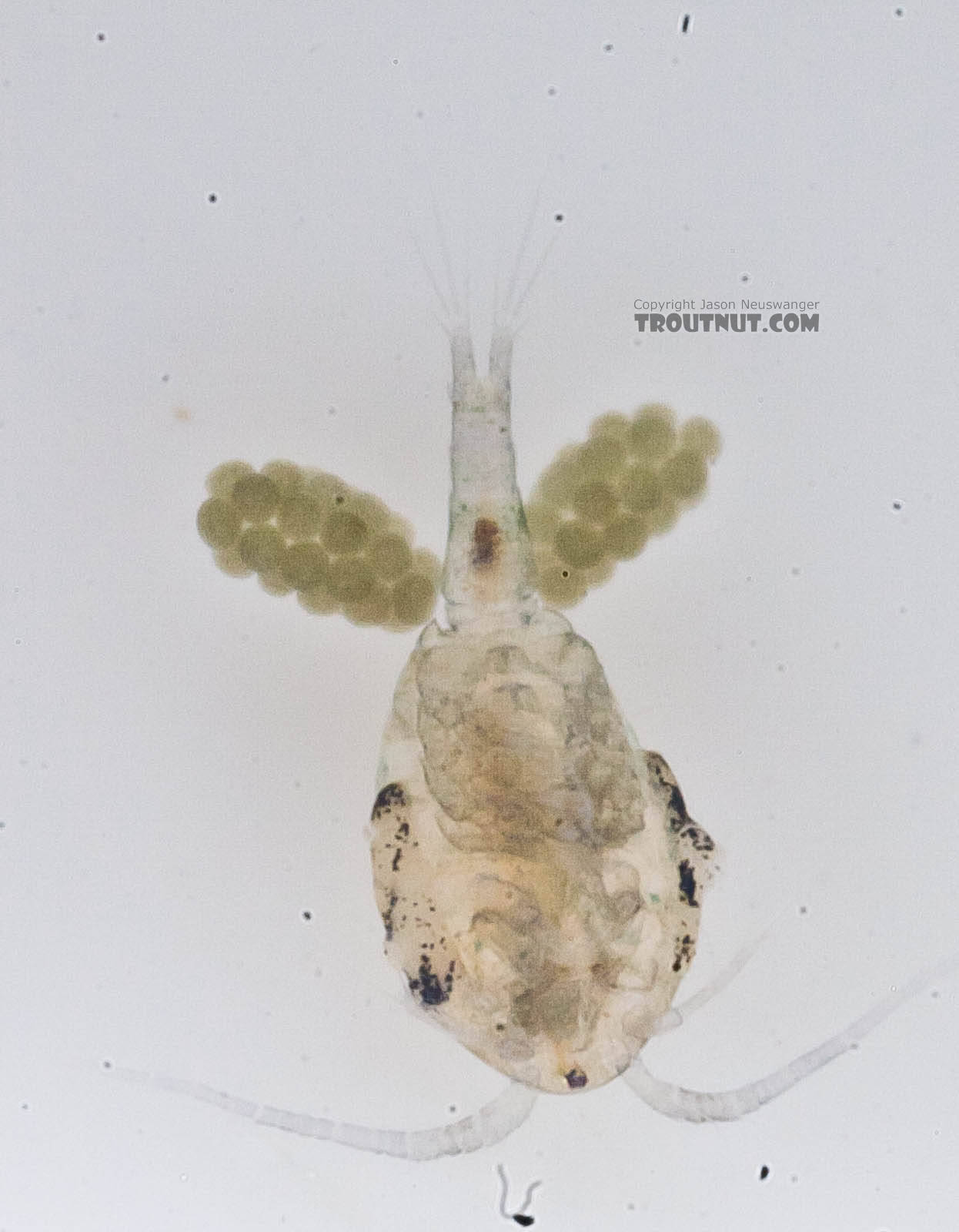 Female Copepoda (Copepods) Copepod Adult from the Chena River in Alaska