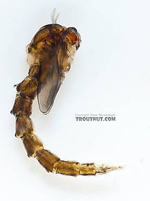 Culicidae (Mosquitoes) True Fly Pupa