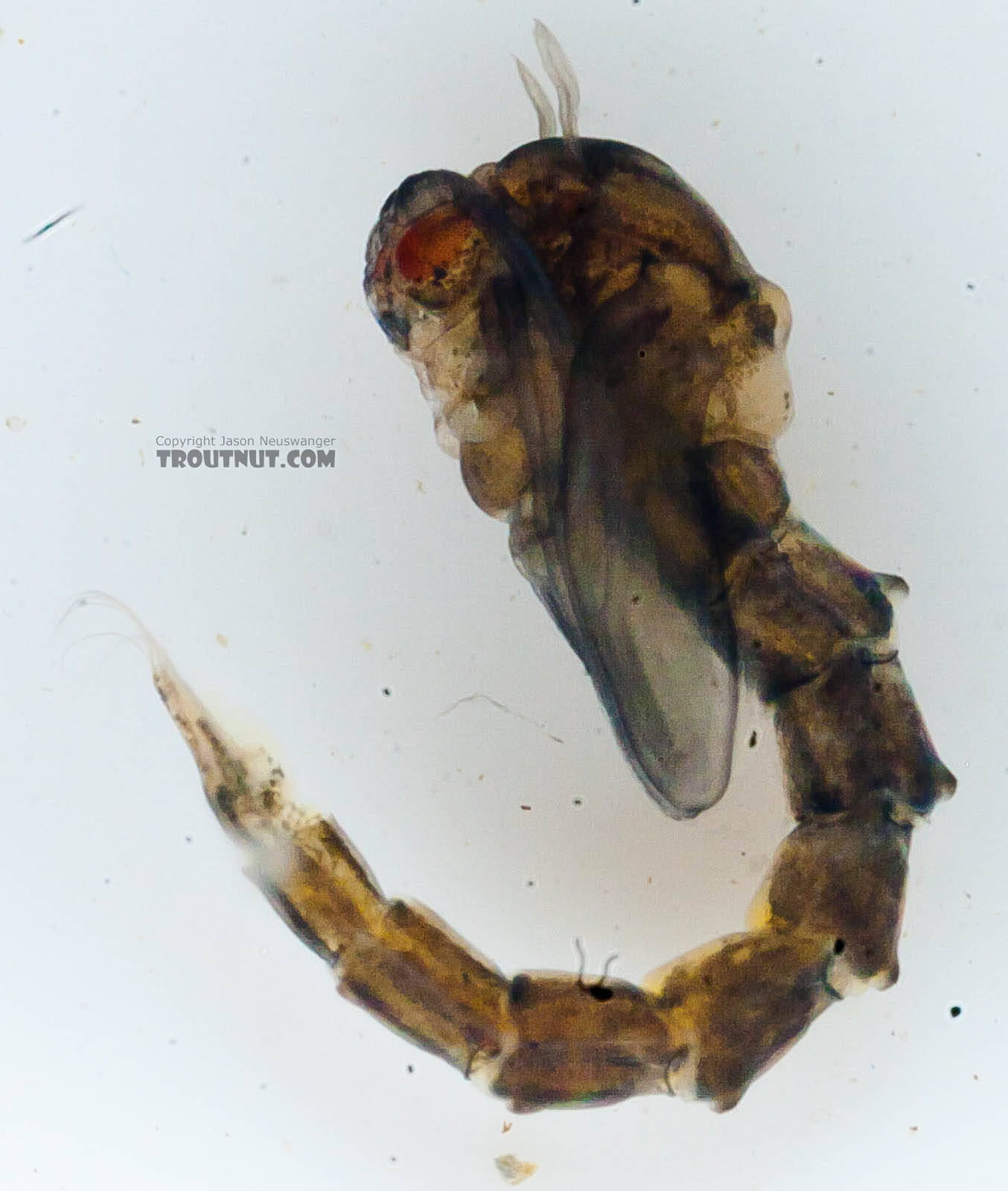 Culicidae (Mosquitoes) Mosquito Pupa from the Chena River in Alaska