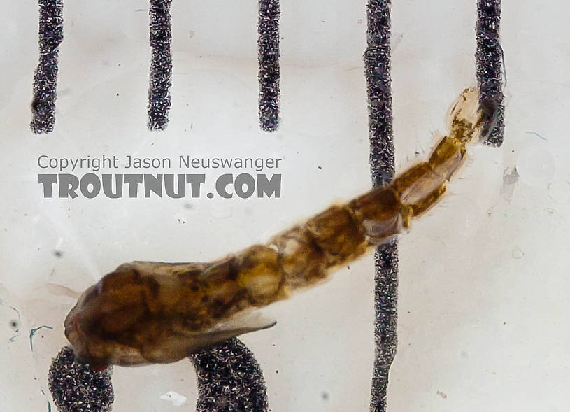 Culicidae (Mosquitoes) Mosquito Pupa from the Chena River in Alaska