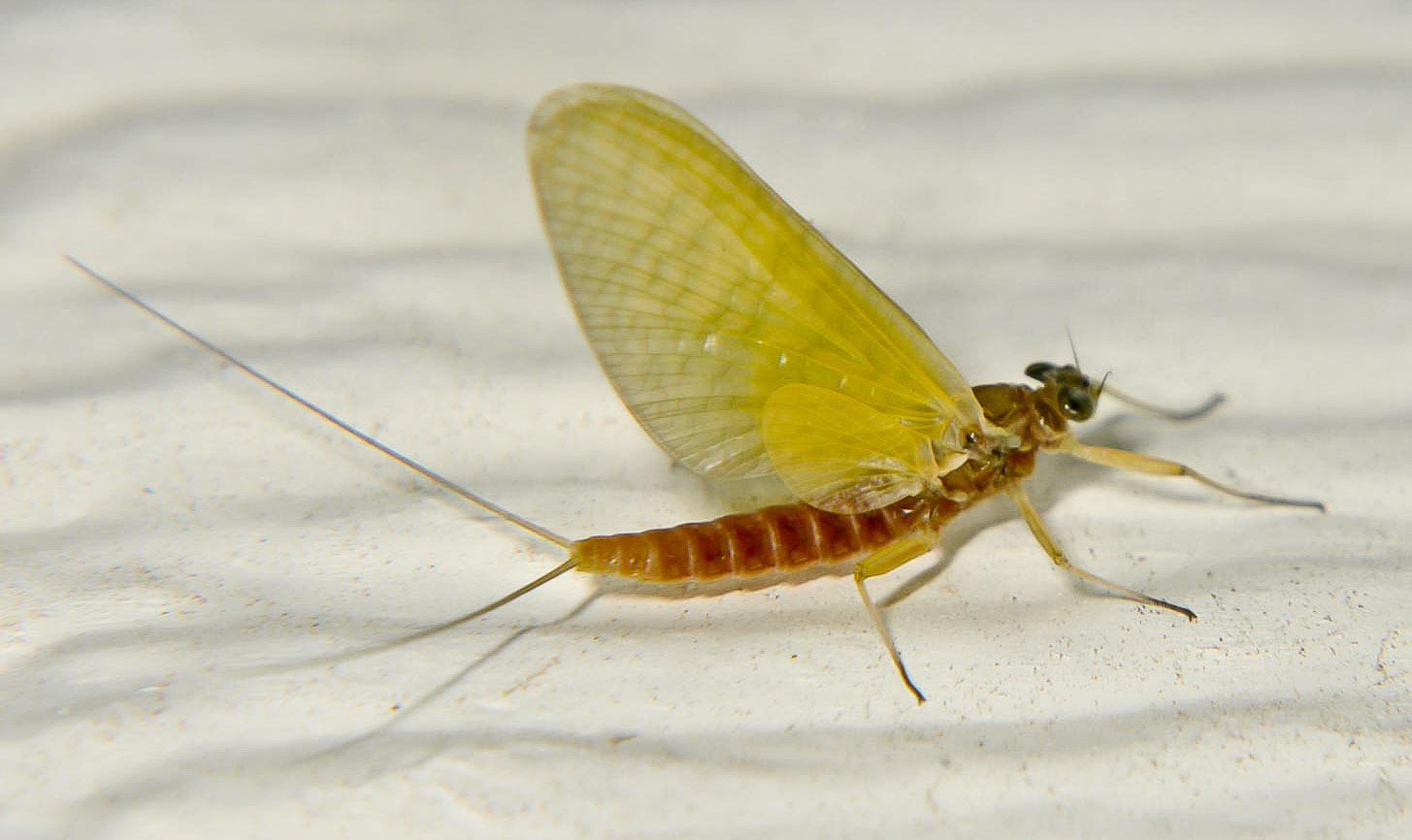 Female Cinygmula reticulata (Western Ginger Quill) Mayfly Dun from the Touchet River in Washington