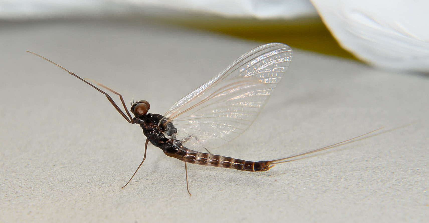 Male Neoleptophlebia heteronea (Blue Quill) Mayfly Spinner from the Touchet River in Washington