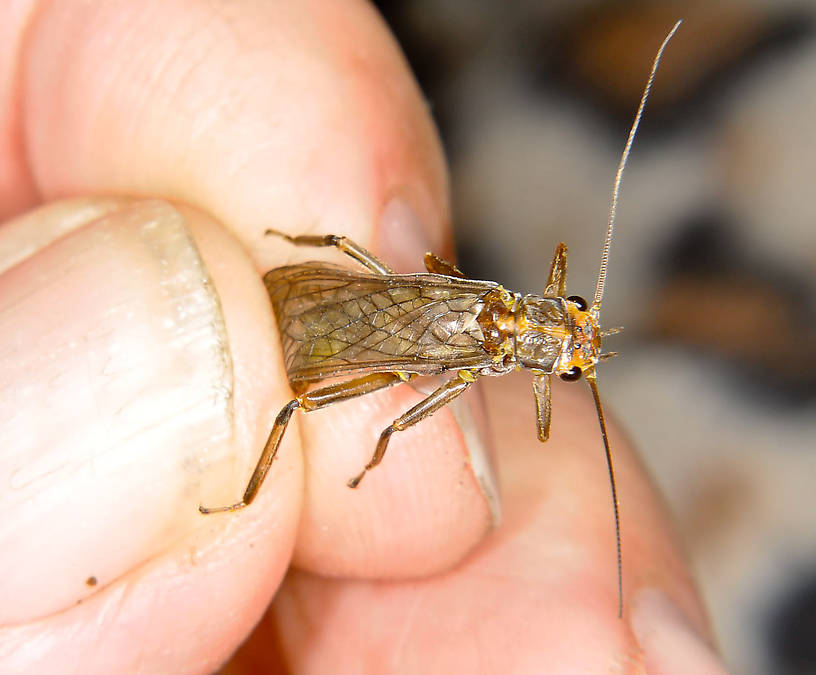 Female Calineuria californica (Golden Stone) Stonefly Adult from the Grande Rhonde River in Washington