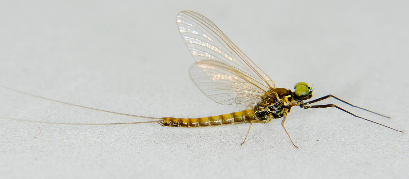 Male Ameletus (Brown Duns) Mayfly Spinner from the Touchet River in Washington