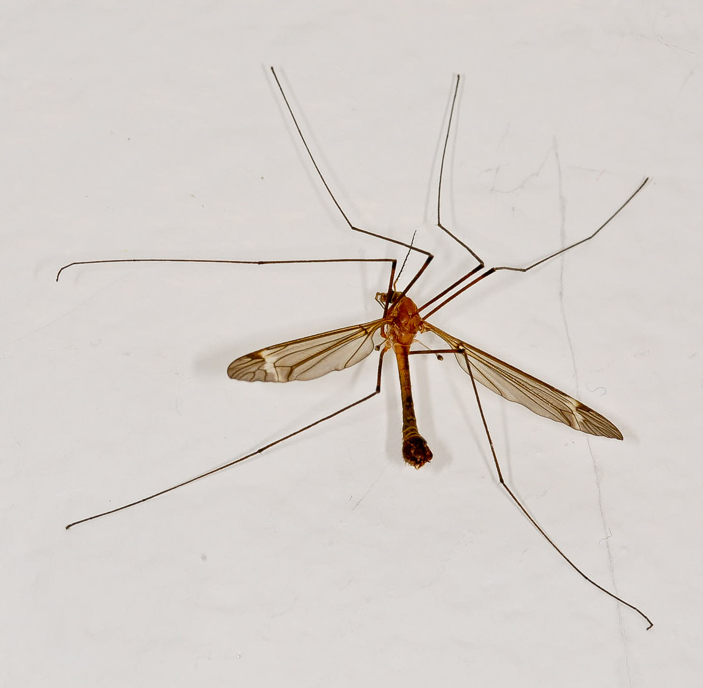 Tipulidae (Crane Flies) Crane Fly Adult from the Touchet River in Washington