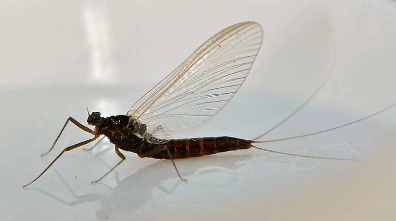 Female Paraleptophlebia (Blue Quills and Mahogany Duns) Mayfly Adult from the Touchet River in Washington
