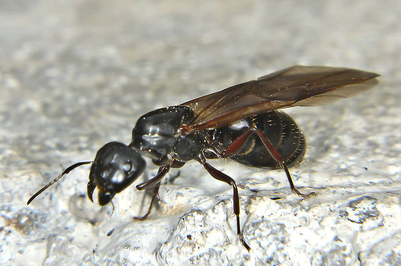 Adult Insect Name 3