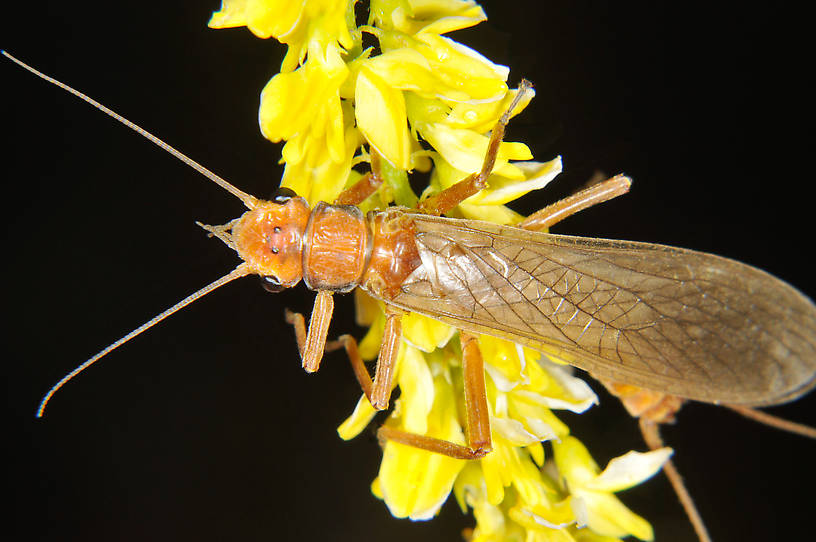 Male Hesperoperla pacifica (Golden Stone) Stonefly Adult from the Grande Rhonde River in Washington