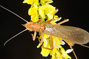 Male Hesperoperla pacifica (Golden Stone) Stonefly Adult