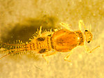 Tricorythodes (Tricos) Mayfly Larva from Willow Creek in Oregon