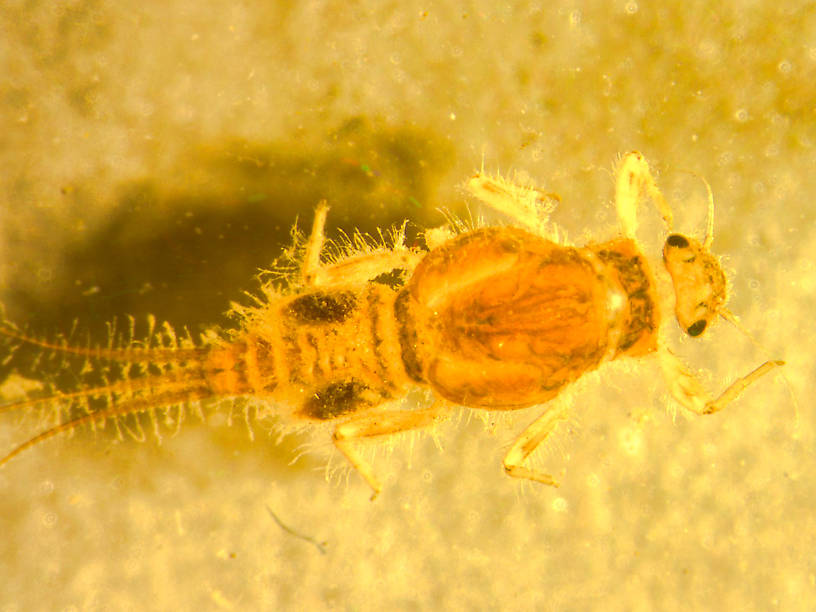 Tricorythodes (Tricos) Mayfly Larva from Willow Creek in Oregon