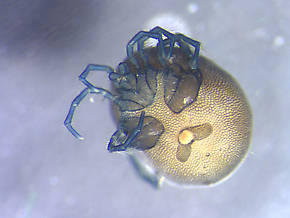 Arachnida (Mites and Spiders) Arthropod Adult