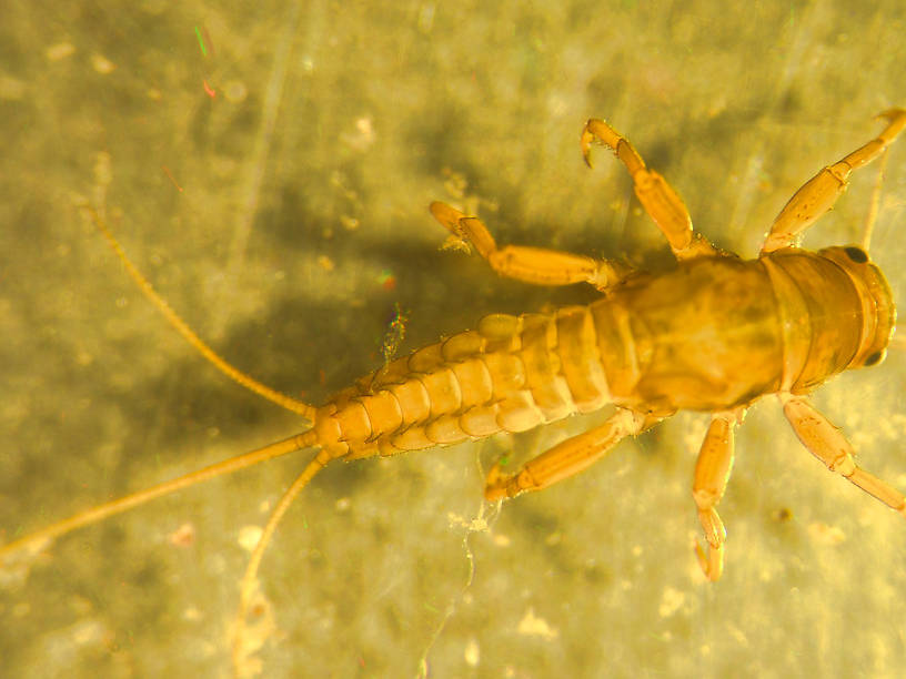 Caudatella edmundsi Mayfly Nymph from the Vermillion River in Montana